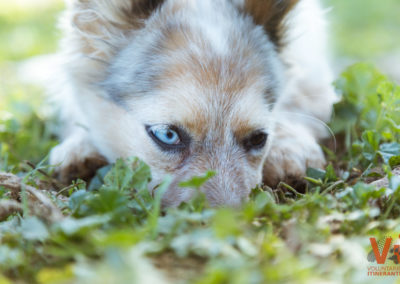 Perrito Segundas Oportunidades Voluntarios Itinerantes Acciones