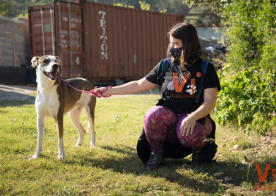 voluntariado barcelona protectora animal Voluntarios Itinerantes