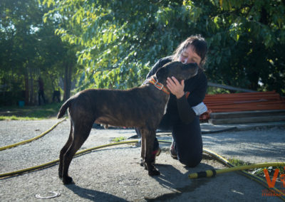 Acciones Voluntarios Itinerantes Protectora Animal Animals Sense Sostre