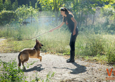 Acciones Animals Sense Sostre Refugio animal Voluntarios Itinerantes