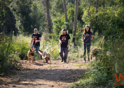 Voluntarios Itinerantes Protectora Animal Animals Sense Sostre