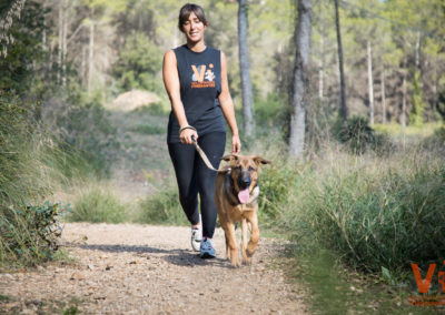 Adoptar Perro Gato Animals Sense Sostre Voluntarios