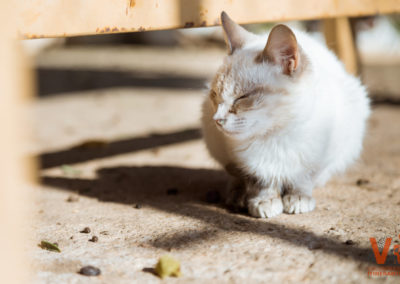 Gatito Segundas Oportunidades Protectora Animal VI