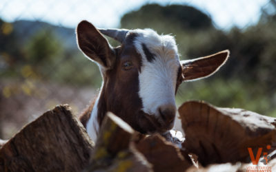 Los animales no son cosas