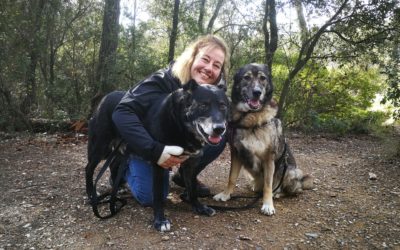 La adopción de perros adultos