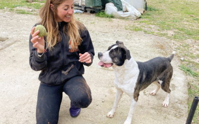 La alegría de un perro cuando abres la jaula