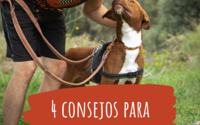 Cuatro consejos para adoptar un perro