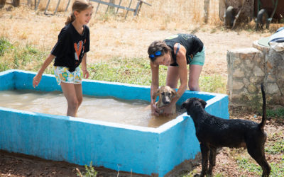 Cómo proteger a tus animales del calor durante el verano